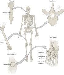 The femur is a type of long bone located in the thigh and is the largest bone of the skeletal system. Bone Classification And Structure Anatomy And Physiology