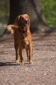 These four became the basis of a breeding program which included the irish setter, the. Home Akc Golden Retriever And Irish Setter Puppies