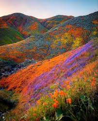 Maybe you would like to learn more about one of these? Valley Of Flowers Uttarakhand India 9gag