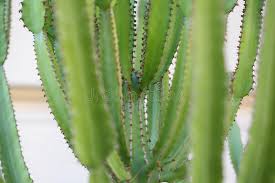 The cactus is a desert plant that possesses thick, enlarged, and leafless stems that are covered with sharp spines or spikes. 788 Modified Leaves Photos Free Royalty Free Stock Photos From Dreamstime