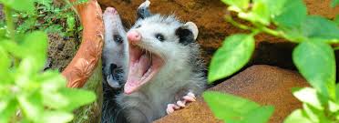 The louisiana department of wildlife and fisheries is responsible for managing and protecting louisiana's abundant natural resources. Fredericksburg Wildlife Removal Xceptional Wildlife Removal
