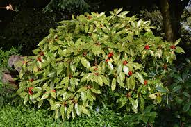 Image result for Aucuba