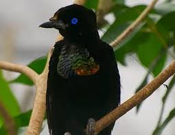 Image result for Paropsia braunii