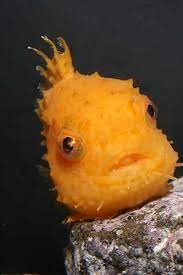 yahoo ブログ サービス終了 ダンゴウオ かわいい魚 フウセンウオ