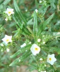 Image result for Euploca strigosa