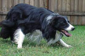 Bc Life Lessons When In Doubt Crouch And Stare Border Collie Lover Animal Smile Border Collie