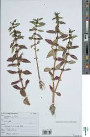 Image result for Bergia capensis