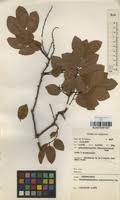 Image result for Pseudolachnostylis maprouneifolia