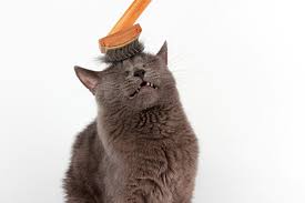 Shed no more's unique blend of essential fatty acids, vitamins and minerals are specially formulated into delicious fish and chicken flavored sprinkle capsules that are easily digested to provide fast relief for you and your pet. Cat Shedding 101 Which Cats Shed Less How To Manage It And More Catster