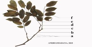 Image result for Dalbergia bracteolata