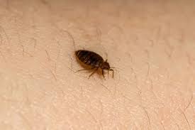 They're expert hitchhikers — hiding on luggage, clothing, upholstered with western, we'll discreetly help you eliminate these pests and get back to a good night's sleep. Bed Bugs In Pest Control Pest Control Brentwood Ny