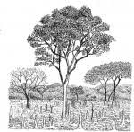 Image result for Magnistipula