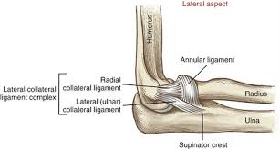 The anterior bundle is the most discrete component, the posterior portion being. Elbow And Forearm Clinical Gate