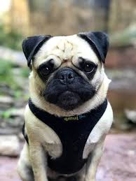 basik surat yapili kopek pug kopek yavru kopek