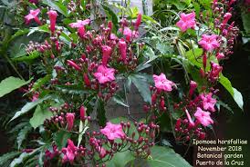 Image result for Ipomoea horsfalliae