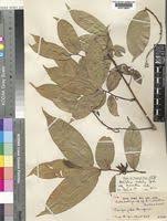 Image result for Artabotrys modestus