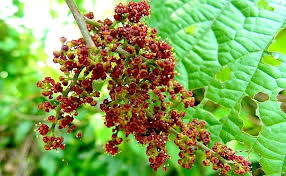 Image result for Vitaceae