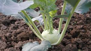 Whether you're an accomplished chef or a beginning home cook, a reliable kitchen scale can make all the difference when you're cooking your favorite recipes. Prepare Kohlrabi This Is How It Tastes Best Live Native Com