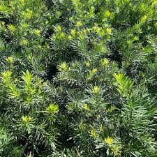 Image result for Podocarpus