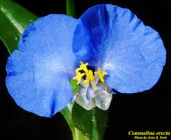 Image result for Commelina capitata