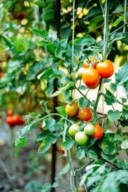 How to grow tomatoes in a greenhouse. How To Grow Tomatoes In A Greenhouse Greenhouse Today