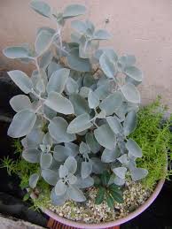 Kalanchoe Bracteata Silver Succulents Planting Succulents Cacti And Succulents