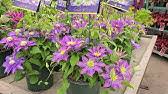 Maybe you would like to learn more about one of these? Clematis Vicki Raymond Evison Boulevard Series Vibrant Bi Color Pink Blooms Youtube