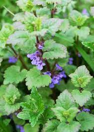 Catnip Propagation Methods Tips For Growing New Catnip Herb Plants Catnip Plant Planting Herbs Plants