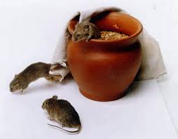 Transformisme et évolutionnisme : connaissances au XIXe siècle (génération  spontanée)