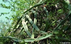 Image result for Cissus