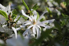 If you provide us with your name, email address and the payment of a modest $25 annual membership fee, you will become a full member, enabling you to design and save up to 25 of your garden design ideas. Magnolia Stellata Royal Star Star Magnolia