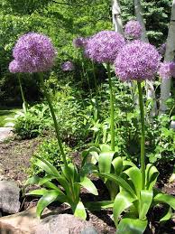 How To Plant And Grow Alliums Most Beautiful Gardens Pflanzen Blumen Pflanzen Garten
