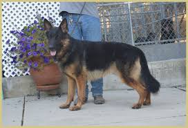 Hello, we have several litters of yorkiepoo & yorkie & yorkachon outstanding akc quality german shepherd puppies, champion imported schiii working lines everything you could ask for!*! German Shepherd Puppies German Shepherd Breeder Sacramento Ca