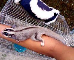 Cara Mengetahui Umur Sugar Glider Disertai Ciri Ciri Dan Gambarnya Hobinatang