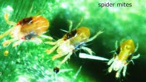 Spider mites develop from eggs which are found near the veins of leaves and you should watch for this. Spider Mites Badspiderbites Com