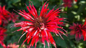 We did not find results for: 22 Plants That Bloom All Summer Long Perennials And Annuals