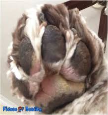 If you're still in two minds about dog paw pad and are thinking about choosing a similar product, aliexpress is a great place to compare prices and sellers. Treat The Feet And Other Dog Paw Problems Fidose Of Reality