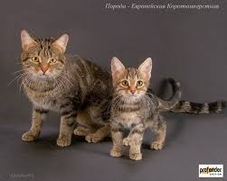 Lanhua Cat Picture 1