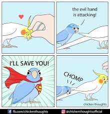 Bird Logic Chicken Thoughts Funny Parrots Funny Birds Cockatiel