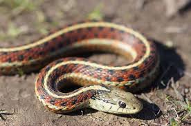 Garter snakes are harmless to people, though they will bite if cornered and antagonized. Species Profile California Red Sided Garter Snake Embora Pets