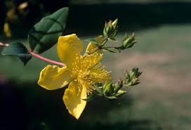 Image result for Hypericum peplidifolium