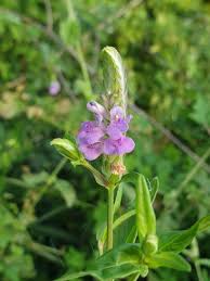 Image result for Rungia grandis