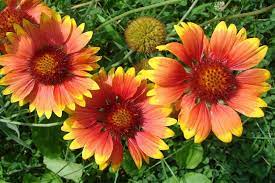 Blanket Flower Gaillardia Seeds Feed The Bees San Diego Seed Company