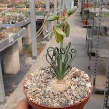 Albuca spiralis is one of the weirdest looking succulent plants you'll ever see. Albuca Spiralis Cv Frizzle Sizzle Uhlig Kakteen More Than 5 000 Different Species