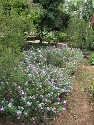 Image result for Catharanthus roseus