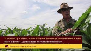 Ethanol production and a growing world population are increasing demand for corn. Corn Pest Management Umn Extension