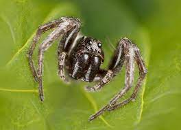 Wolf spiders do not damage homes or threaten human health. All About Wolf Spiders Environmental Pest Management