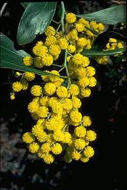 Australia S Floral Emblem Australian Trees Australian Flowers Australian Native Flowers