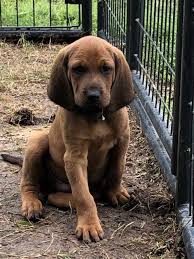 It is characterized by its deep red coat. Registered Redbone Coonhound Puppies Louisiana Sportsman Classifieds La
