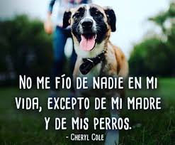 Dog Dogs Puppy Pup Cute Eyes Instagood Dogs Of Instagram Pet Pets Animal Animals Petsta Visit Inst4gram For More Ins Animals Instagram Puppies